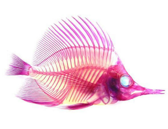Coloured Fish Skeletons fish skeleton tattoo. Coloured Fish Skeletons